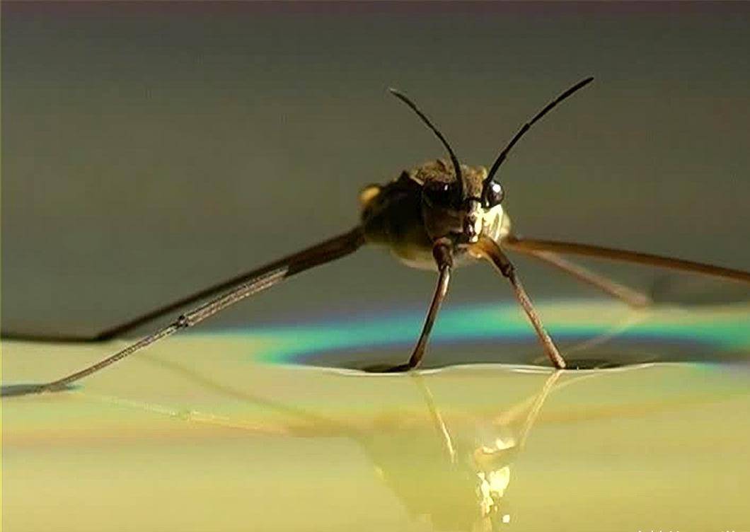 腿毛每平方毫米数千根 唯一能在远海上生存的昆虫 水黾 水面