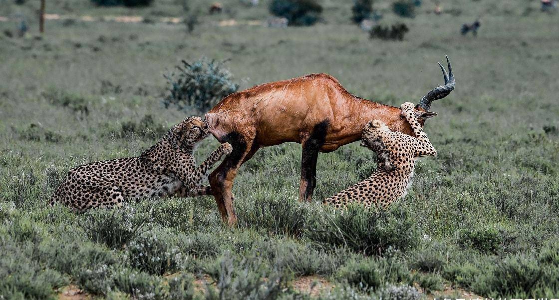 原创猎豹姐妹三打一羚羊绝境反击猎豹重伤而退
