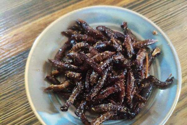 一年吃蚊子数千只,如今被当成美食吃,吃货:烧烤油炸下酒很好吃
