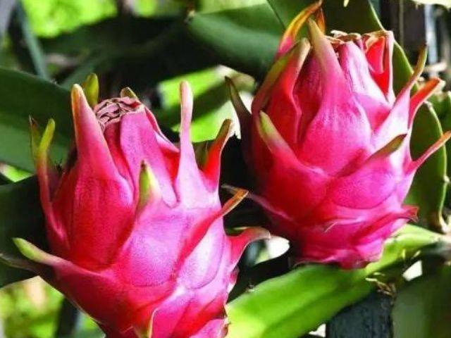 火龙果热量多 21b96aa0699b48f88413ac4208c516a5.jpeg