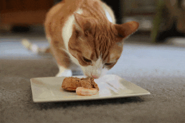 猫咪不吃饭挑食怎么办
