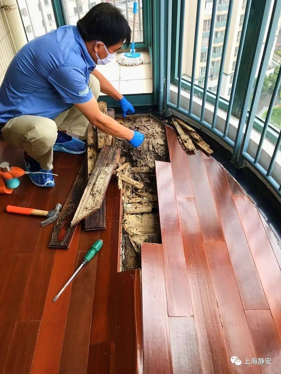 如何预防?家中发现白蚁该如何处理?别慌有办法