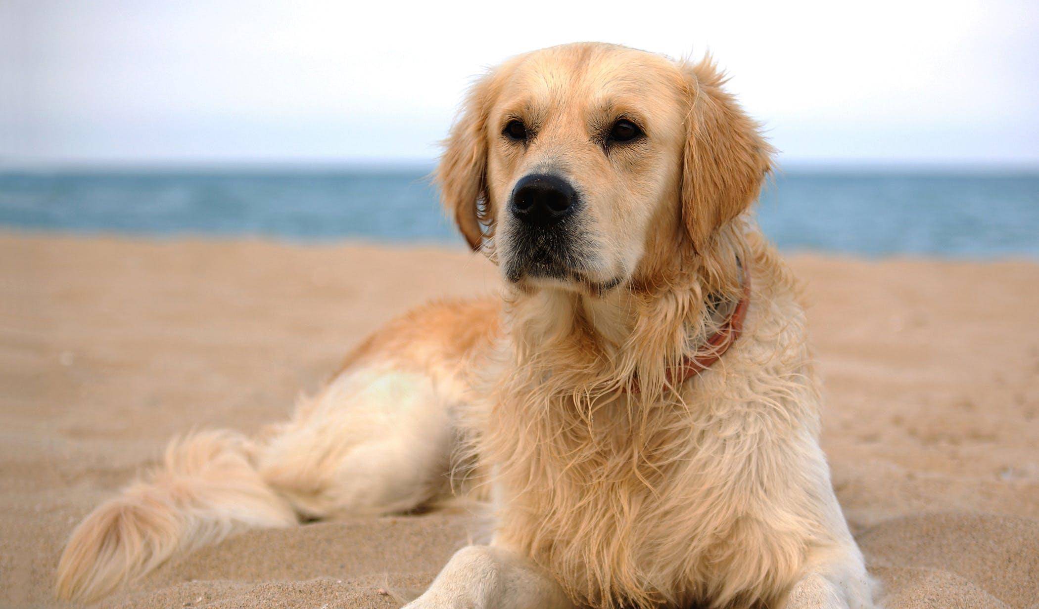狗狗可以接触酒精吗 很多醇 是狗狗碰也不能碰的物质 乙醇