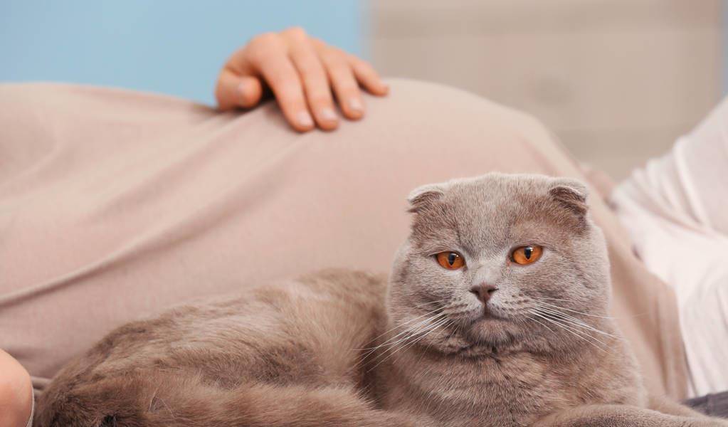 怎么看小猫有没有弓形虫 67392e3e878c49da89affa0269339fbf.jpeg