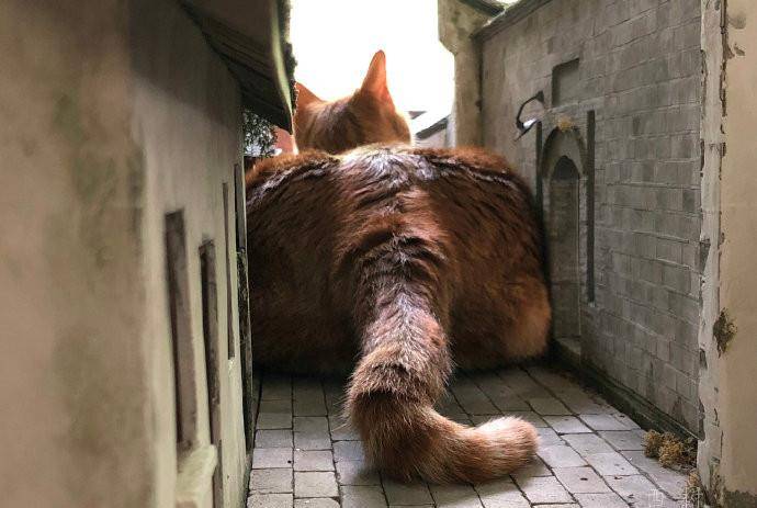 猫的树工作室招聘 752eb2ca9eef465bace879870bac1b5b.jpeg