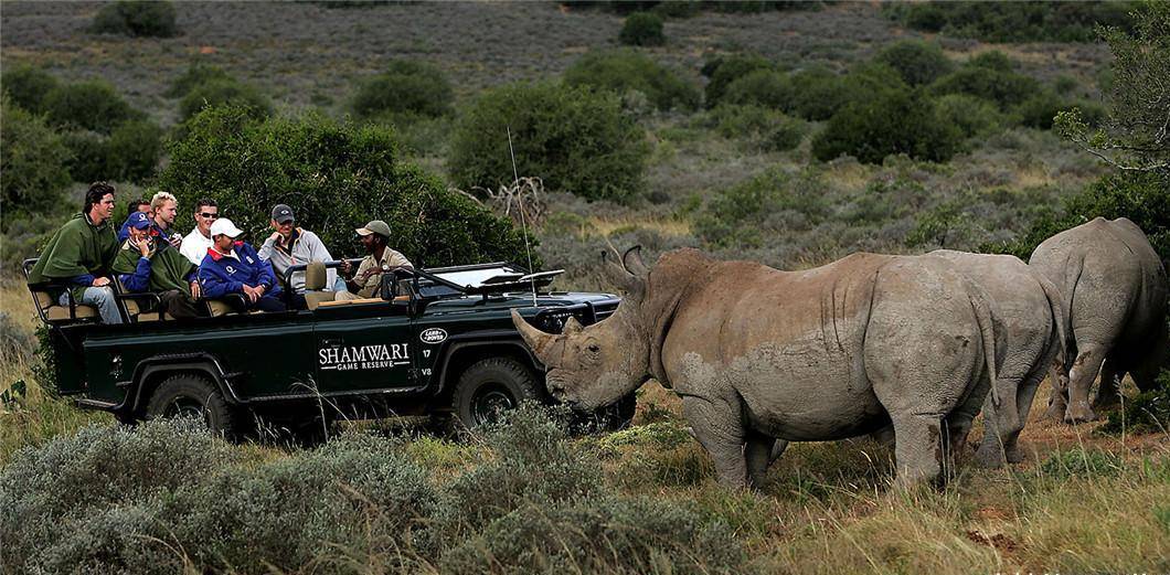 动物知道汽车是机器吗?还是认为汽车只是另一种"大野兽"