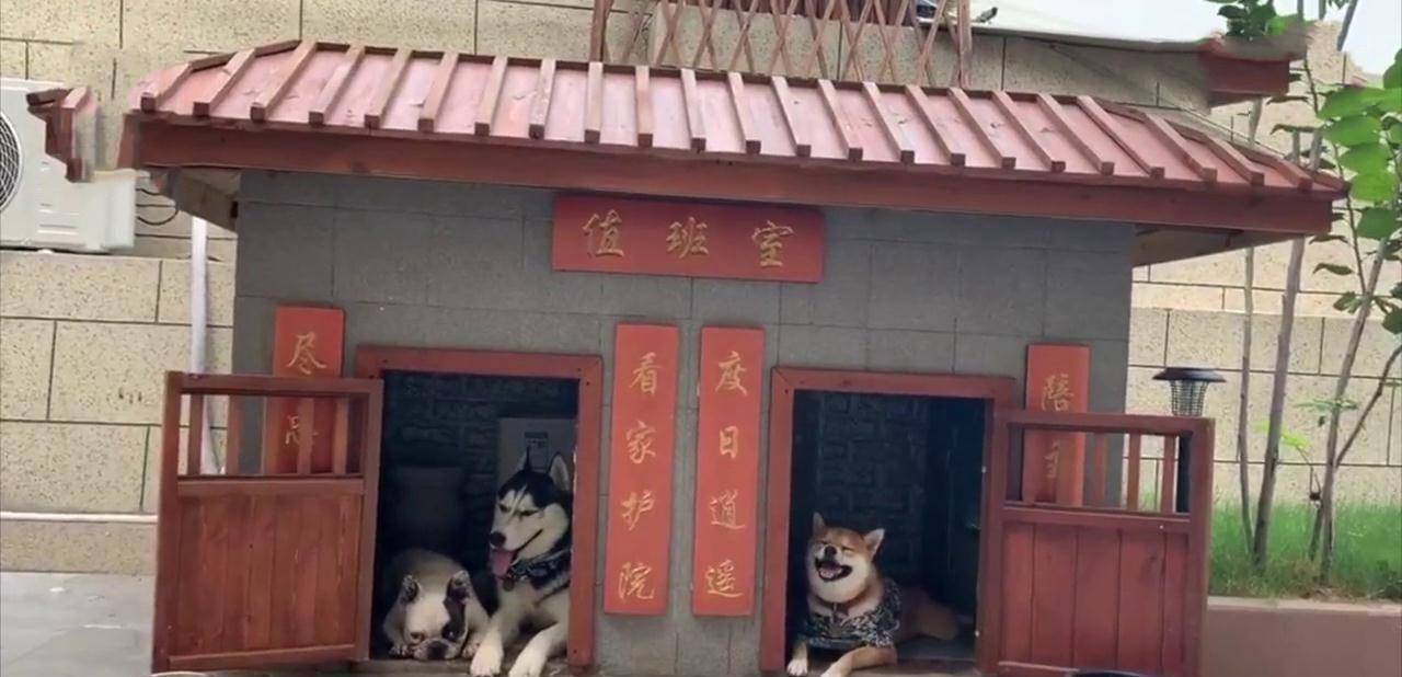 如何搭建狗房子 b63ce8b000b74861b55ae4c734f9773b.jpeg