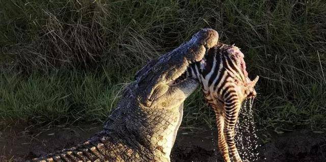 动物咬合力排名_咬合力第一的动物(2)