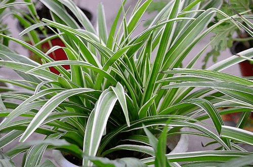 室内绿植什么时候浇水比较好 c13212ec57454a1186091d486e585ff4.png