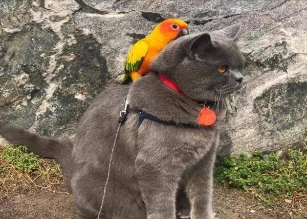 猫吃鸟怎么防治