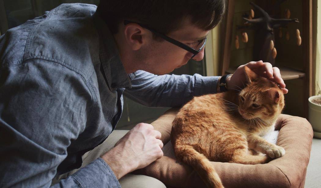 让猫先生一窝再绝育比较好 揭穿猫绝育的8大谣言 主人