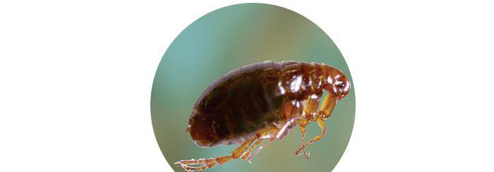 猫身上有什么寄生虫 我的猫从来不出门 需要驱虫吗 猫咪