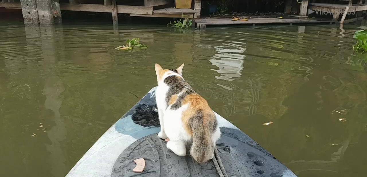 猫的祖先生活在哪里 f2441de2b06c41d4affda0551b7b1c89.jpeg