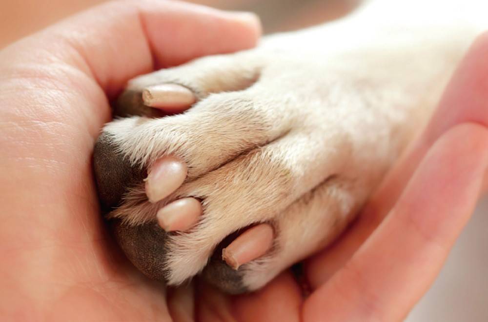 狗狗奇葩行为的含义,你知道几种呢