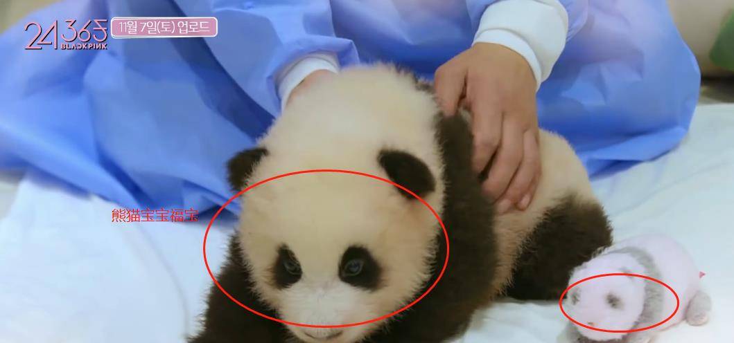 原创blackpink违规接触熊猫宝宝,带妆近距离接触,还有成员养宠物狗