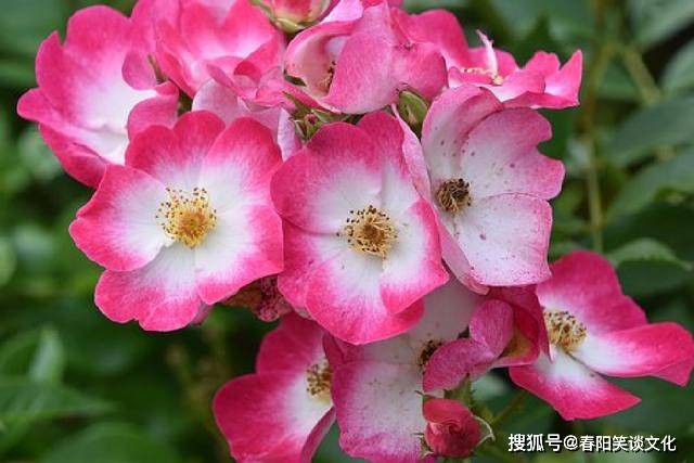 文章配图-4
