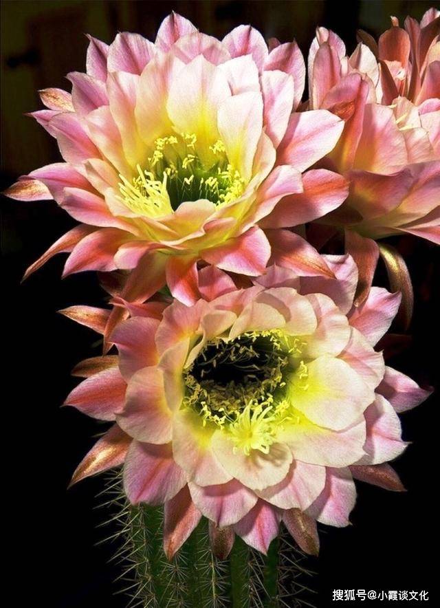 飞蛾扑火的后果 8894159a56a94d43a602afaea428d23a.jpeg