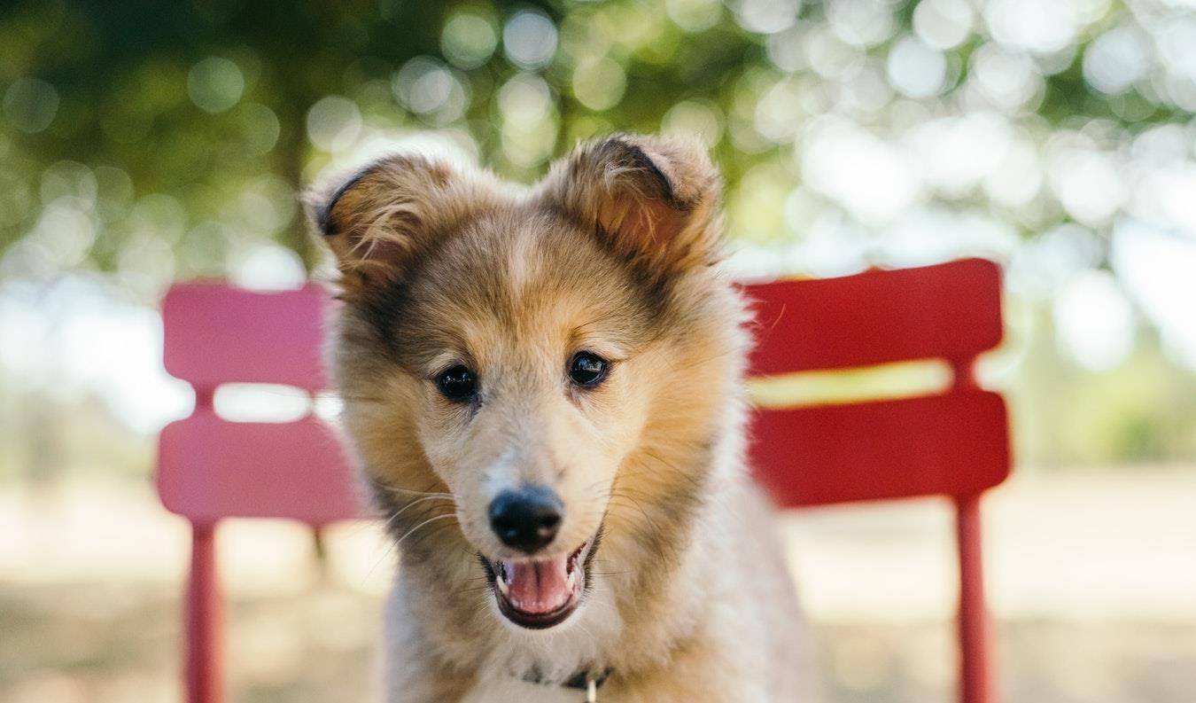 犬种智商排名_中华田园犬智商排名(2)