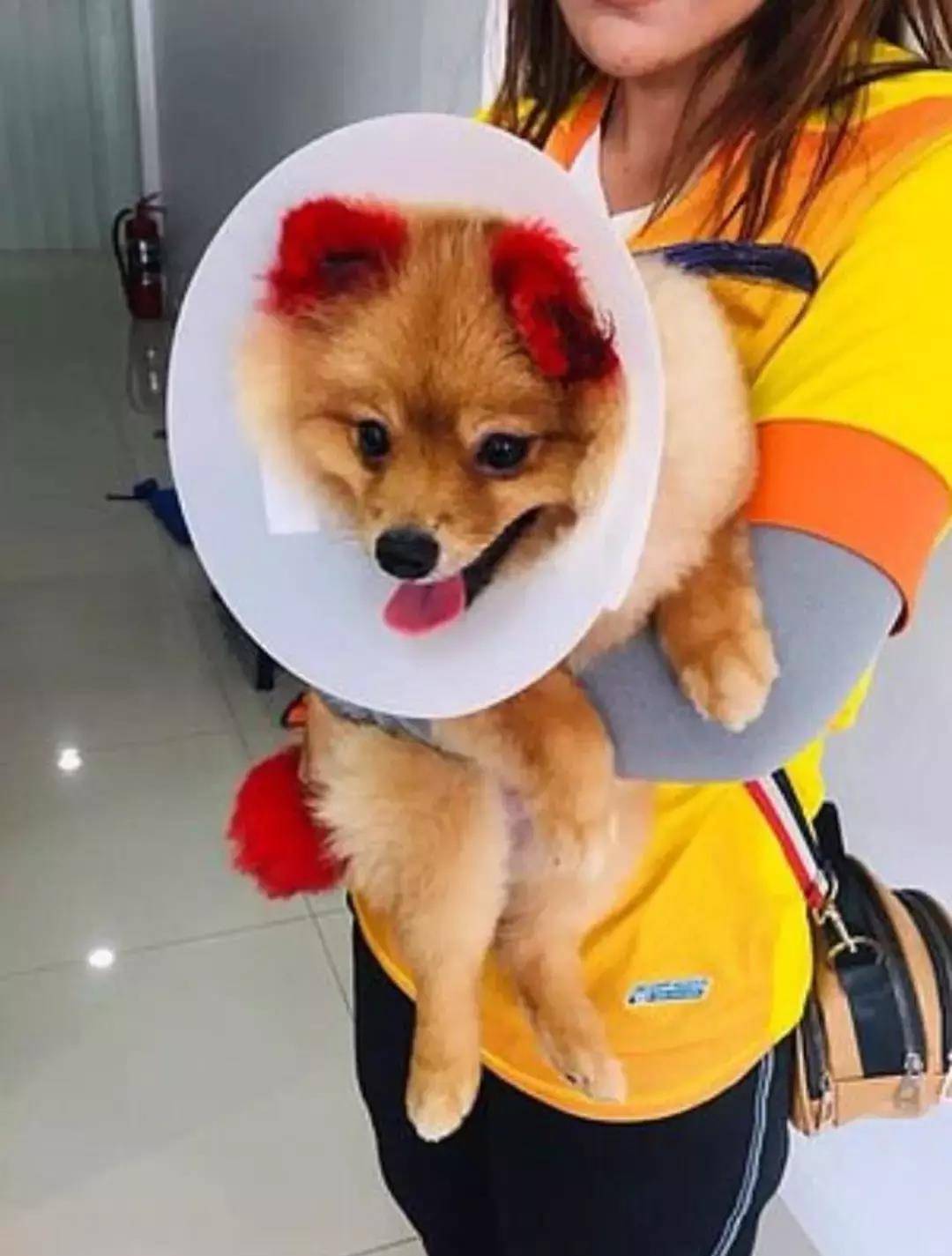 立耳狗狗耳朵怎么画 31ac53b4dc0c4e548e79765bf33794ef.jpeg