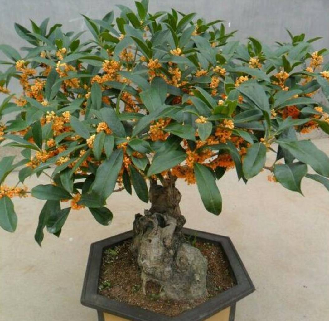 原创养花不如养树5种富贵树摆在家里招财又旺宅