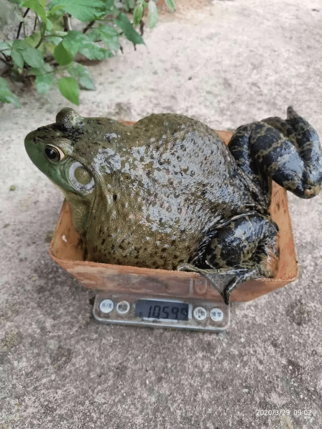 牛蛙又引爆行业牛蛙冲上20元斤的历史高价