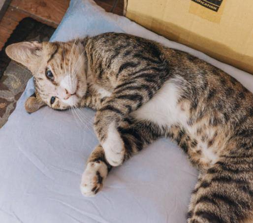 小猫怎么给它加食物 e9442a93d08e42339d866bca92067502.jpeg