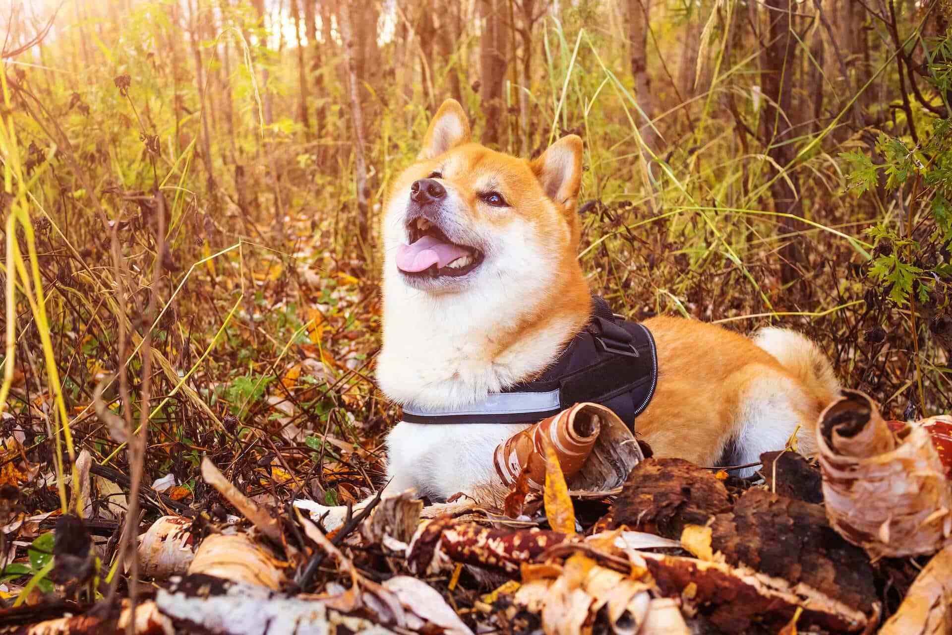 如何给生病的柴犬喂药