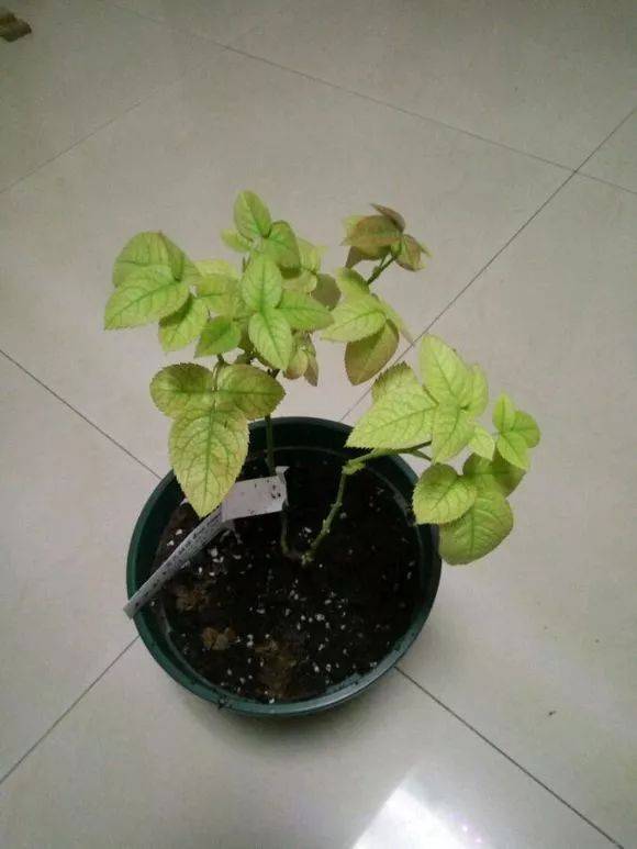 怎么养花才不枯萎烂根呢 596a8b1700194d418d78e2f70133cecb.jpeg