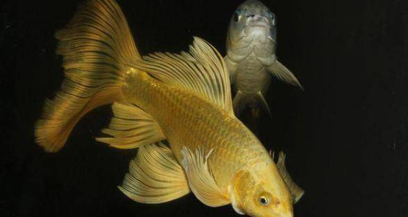 怎么才能让自己变成锦鲤体质 d237ebcc0c13471389bbdca4066e8237.jpeg