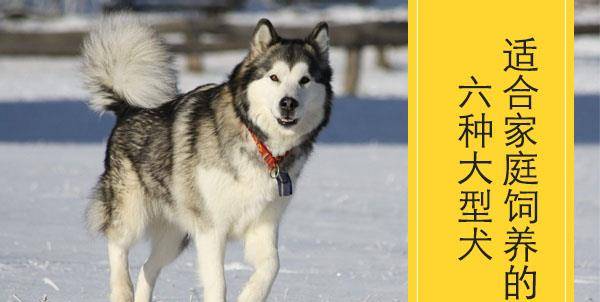 适合家庭饲养的五种大型犬 看看你认识几种 训练
