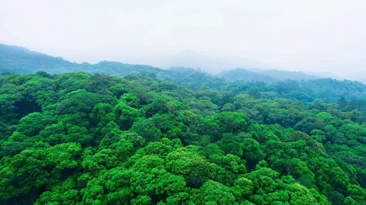 福建周末游去哪?快来这里感受绿野仙踪的森林之旅吧,温度超舒适