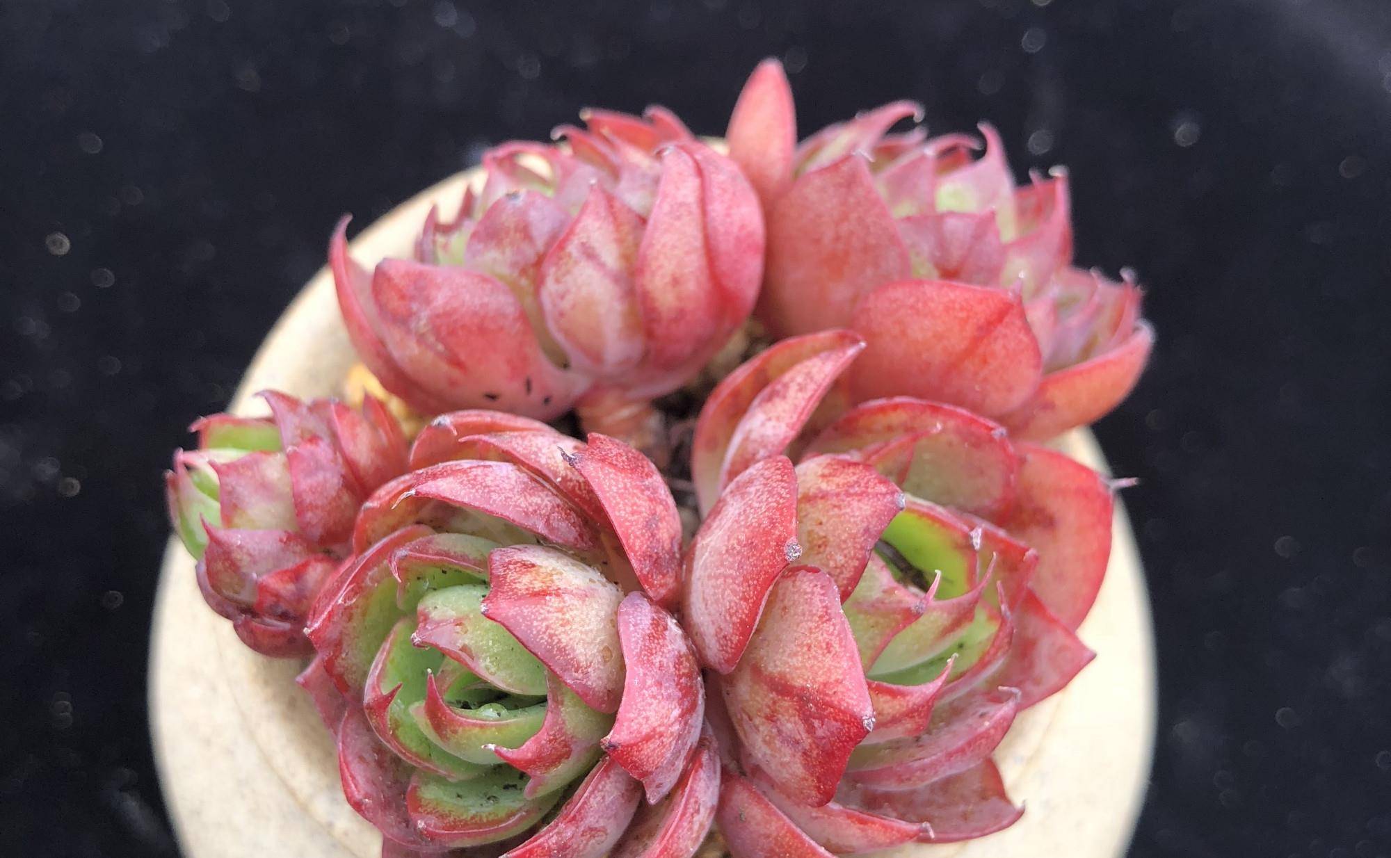 容易群生的多肉央金度夏能力也很强出了状态像火烧云一样漂亮