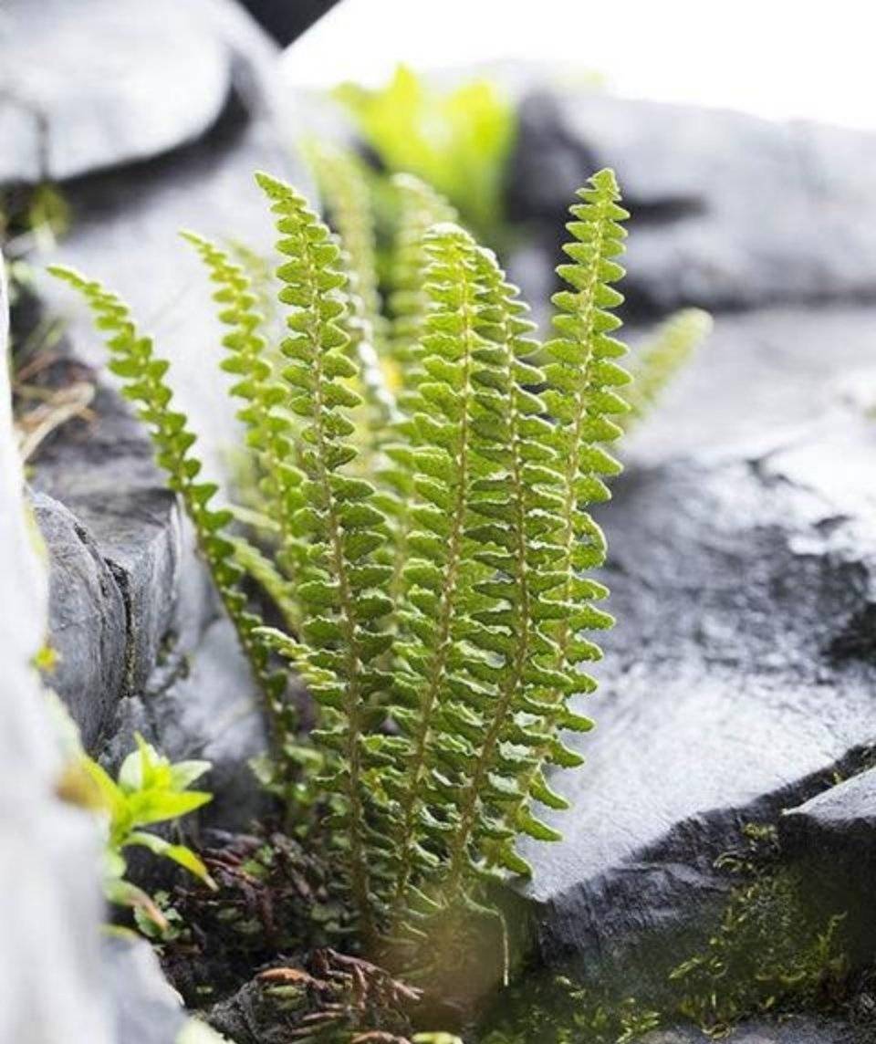 四川小金发现玉龙蕨生长了亿年近百年才被发现却已濒临灭绝