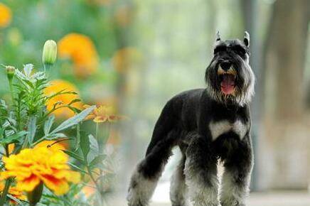 纯种雪纳瑞和串串雪纳瑞 可以看这5点区分 你学会了吗 训练