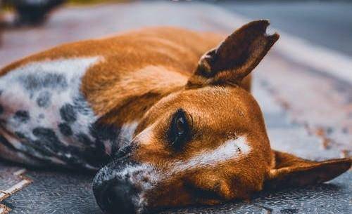 狗为啥会得癌症 ec5336be79984661a82f434e0338b95b.jpeg