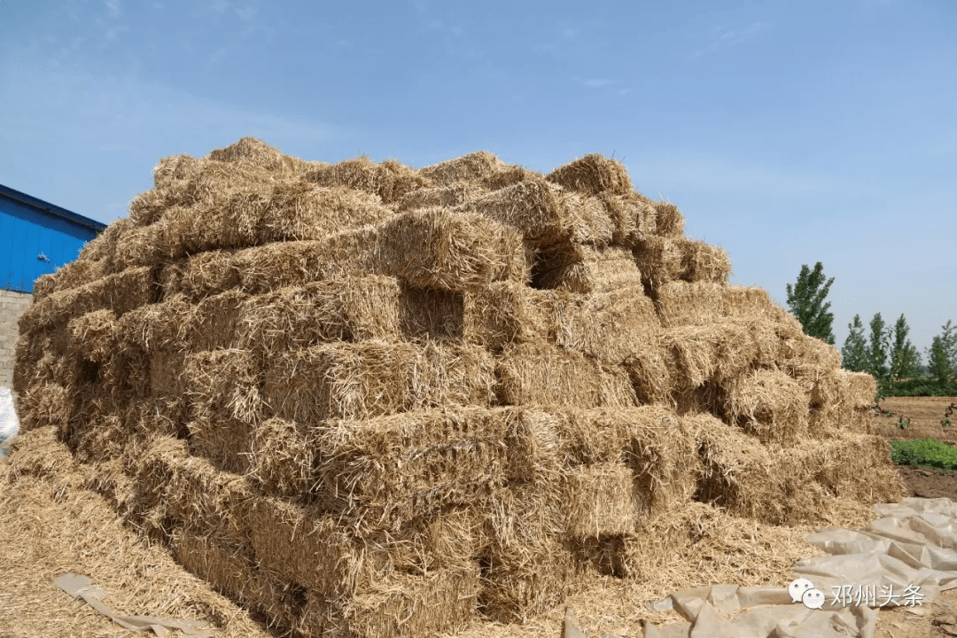 6万亩,播种3.3万亩