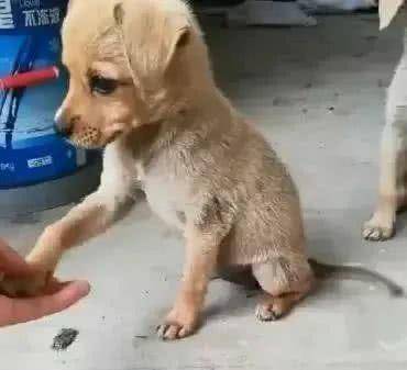 主人教中华田园犬握手 小狗狗很快就学会了 真的好聪明 动作