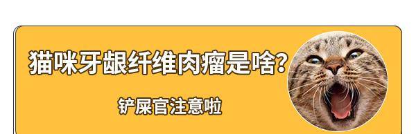 什么是牙龈纤维肉瘤 猫咪牙龈纤维肉瘤的病症原因和治疗方法 肿瘤