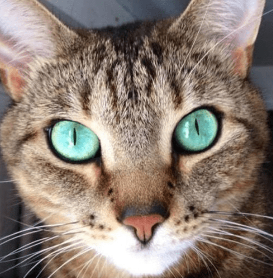 猫咪眼睛的秘密,相信不少人都不知道!