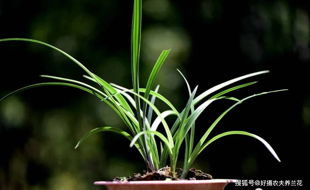 兰花盆小虫繁殖快怎么办 只要准备几样东西 小虫越来越少 飞虫