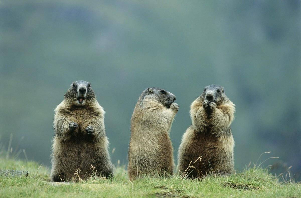 松鼠冬眠多久醒一次 4eac4d05b8d44669ac95604ca6d778e9.jpeg