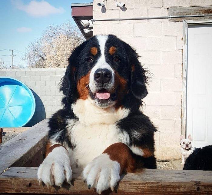 世界上10种最昂贵的犬种网友 买完之后瞬间回归 主页 世界上10种最昂贵的犬种网友 买完之后瞬间回归 主页