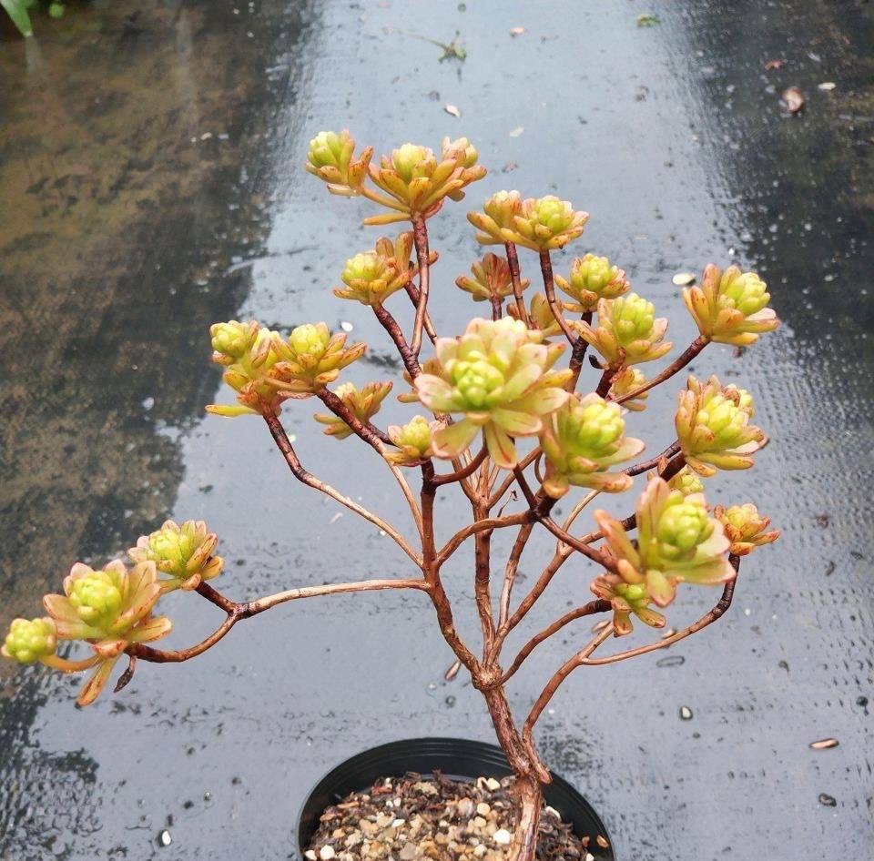 起初很嫌弃的多肉小人祭变成造型桩之后已经爱不释手了