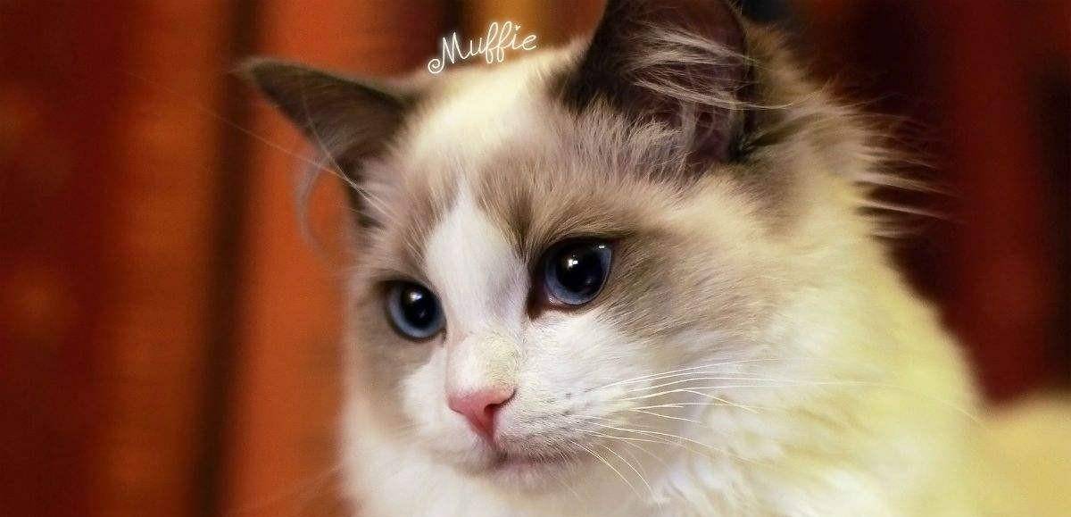 宠物猫掉毛严重的解决办法 97d56b787795498f9f2da237019377be.jpeg