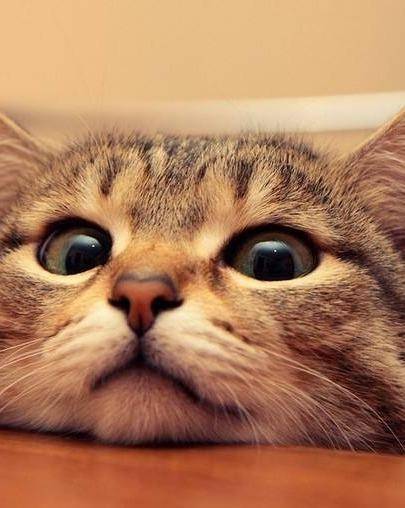 便宜小型猫 d4d2b6b0334343f0b050f8a800d264e7.jpeg