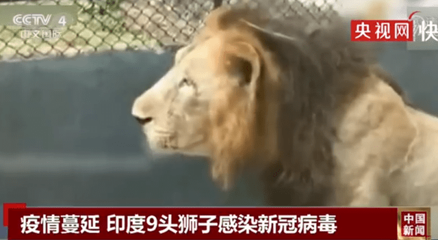 7.62子弹能不能打死狮子 e70d5f536c0d445286e12935f3fb0567.png