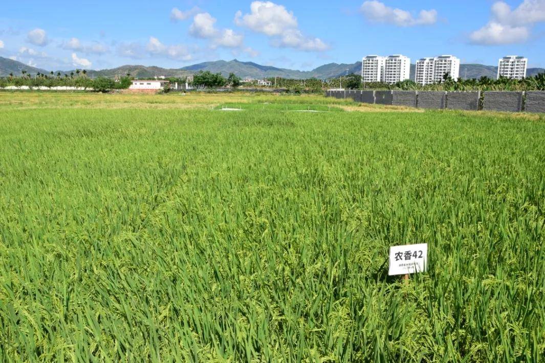 位于海南三亚南滨农场的湖南省农科院水稻研究所南繁基地