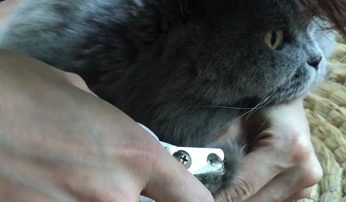 猫咪怎么才会学会说话 32d5a58244eb4e8caa5b4876a6d10824.jpeg