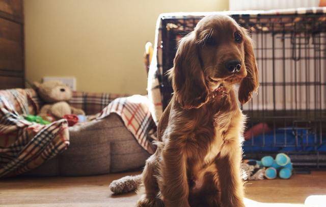 如何给狗狗做狗窝 357db0e44f644ba9b8bb4b1079d4e6f4.jpeg