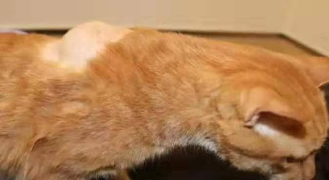 疫苗注射引起肉瘤,我家猫咪死啦。猫奴们了解猫疫苗究竟怎么打吗